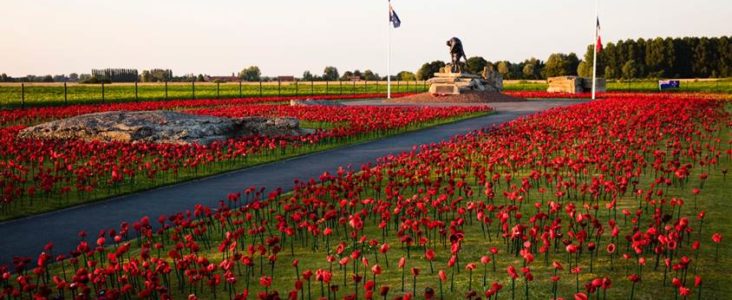 Poppies at Fromelles